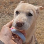 <b>달님</b>/진도/여아/2개월    *작은 얼굴을 가진 아이.