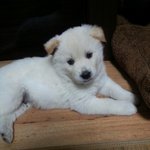 [댓글부탁해] 너네 <b>벨트</b>길이 몇센치냐
