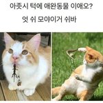 얘들아 고닥교 <b>입학식</b>에 이렇게 입는거 오바지