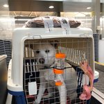 [강아지] 크리스마스에 보호소로 들어온 엄마와 아들소식