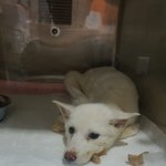 [강아지] 홍역과 싸우고있는 4개월 꼬마