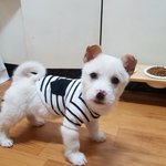 [강아지] <b>보호소</b>에서 태어났어요