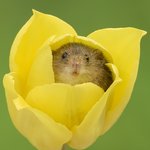 근데 차라리 <b>새벽판</b>이