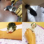 <b>요미</b>의 성장기 구경하세요~ 2탄!