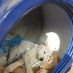 [강아지] 이름도없이 별이 된 아이