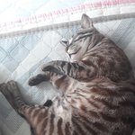 [댓글부탁해] 우리 고양이 <b>완전</b> 녹음