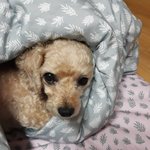 <b>울집</b> 댕댕이 구경하고 가세요ㅋ