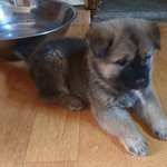 [꼭댓글부탁] 강아지좀 봐주세요.