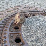 [19] 이거 <b>필독</b>이야 꼭 봐 제발