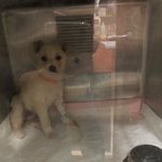 [강아지] 홍역과 싸우고있는 아이들