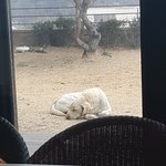 <b>울집</b> 댕댕이들 보구가
