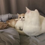 [댓글부탁해] <b>지에스</b>에서 뭐 사먹을까