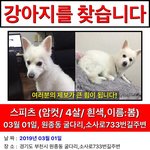 [도와주세요] 부천)강아지를 찾습니다. 스피츠/