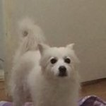 [꼭봐주세요] 부천)스피츠 봄이를 찾습니다.