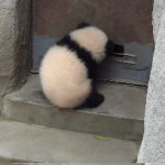 [드루와] ㅇㅋ 판녀<b>수신호</b> 정리한다