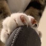고양이 <b>발톱</b> 이거 피인가요 ? ㅠㅠ 한번만 들어와주세요 ㅠ