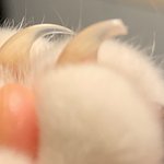 고양이 <b>발톱</b> 이정도 깎아줘도되요?
