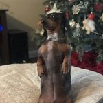 일상이 <b>싯</b><b>콤</b>인 멍뭉이 모음