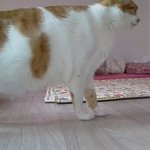 나의 동거묘 <b>도칠</b>이 취침..