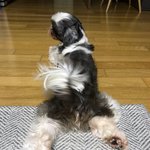 [강아지] 쏭 강아지의 일상생활.