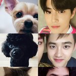 [EXO] 엑소 <b>반려동물</b>은 엑소랑 진짜 닮은듯ㅋㅋㅋ