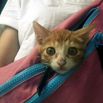 6년전 냥줍한 고양이가 이렇게 변했어요