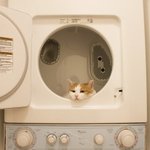 [댓글부탁해] 알수없이 세상 제일<b>뿌듯</b>함