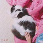 [고양이] <b>졸</b><b>귀</b>탱 큰고양이