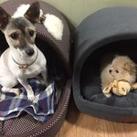 [강아지] 뭉이뭉치 3탄~~!