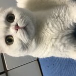 [고양이] 우리집 천사 루비루시냥이