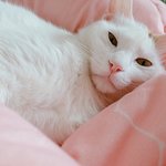 [고양이] 냥<b>아치</b> 모모새ㄲ...모모쉐킷 소개합니다