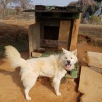 [강아지] <b>대형</b>견에게도 희망이오길