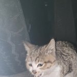 [고양이] 길 잃은 아기 고양이 밥 주기