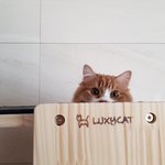 아기냥 <b>호빵이</b>-15