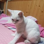 [댓글부탁해] 나 고양이가 집나갔다고 쓴 글쓴인데..