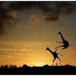 [드루와] <b>와지</b> 아티스트들 있잖아