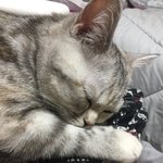 [드루와] <b>울</b><b>집</b>고양이 내무릎에서 애교부리더니