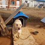 [강아지] 래브라도 리트리버 <b>여아</b>