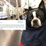 뉴욕 지하철 근황 ㄷㄷㄷㄷㄷㄷ