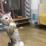 [드루와] 새장난감얻어서 기쁜 고양이의 자세
