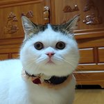 [고양이<b>일상</b>] (우리집 막둥이 소개합니다.)하-옹! 석봉도령 1탄