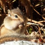 [방탄소년단] 호석이 <b>다람쥐</b>