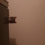 [고양이] <b>쵸파</b>!!