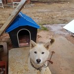 [강아지] 잘 생긴 진도<b>스키</b>