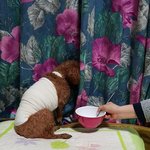 강제로 약먹였더니 삐친 쪼코