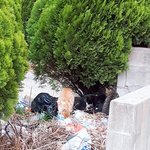 [댓글부탁해] 20190307 냥스<b>패치</b>