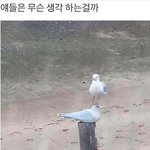 [댓글부탁해] 역사 C 아니면 <b>D</b>인데 외고 가능?