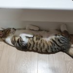 오랜만에 우리애기 사진이예요
