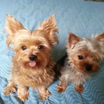 [EXO] 눈정화타임)울집 멍뭉이들 보구가