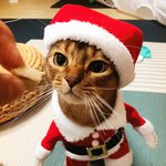 [부부집사네] 부부와 함께하는 동거묘 세마리? 아니! 네마리 21(1)...